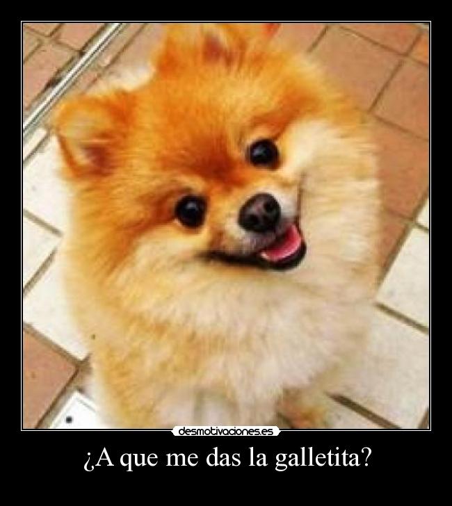 ¿A que me das la galletita? -