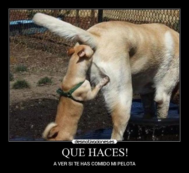 QUE HACES! - A VER SI TE HAS COMIDO MI PELOTA