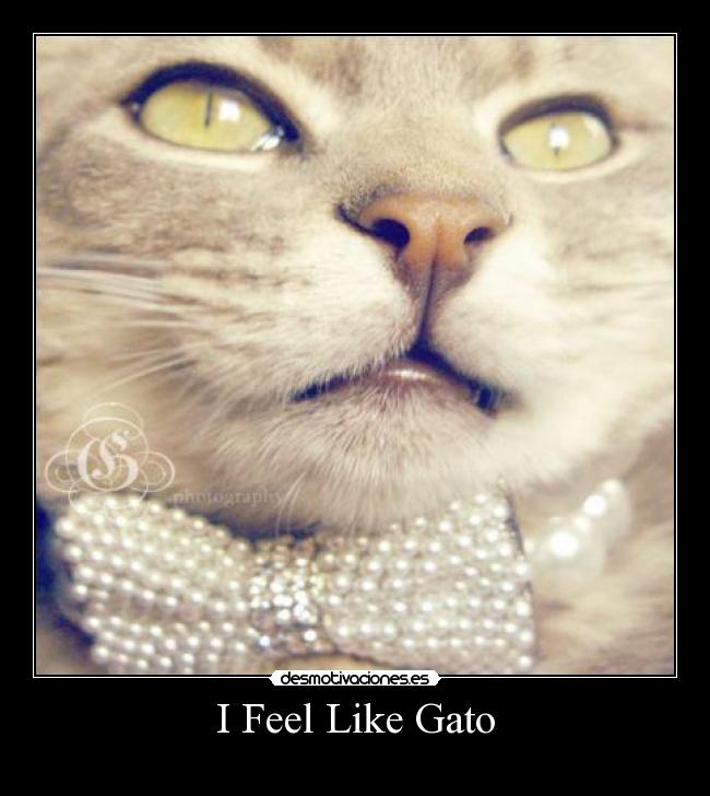 I Feel Like Gato -