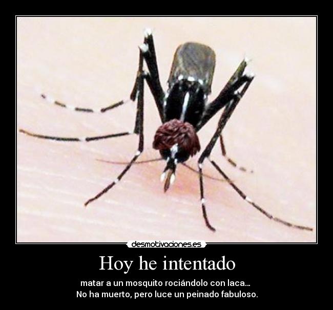 Hoy he intentado - matar a un mosquito rociándolo con laca…
No ha muerto, pero luce un peinado fabuloso.