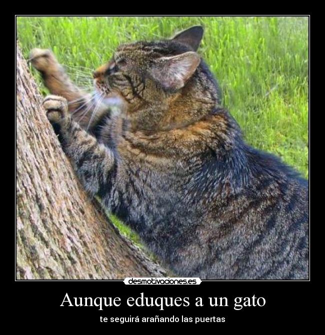 Aunque eduques a un gato - te seguirá arañando las puertas