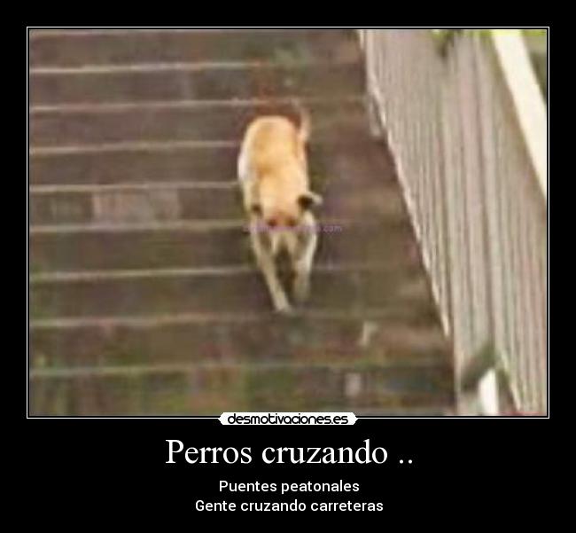 Perros cruzando .. - Puentes peatonales
Gente cruzando carreteras