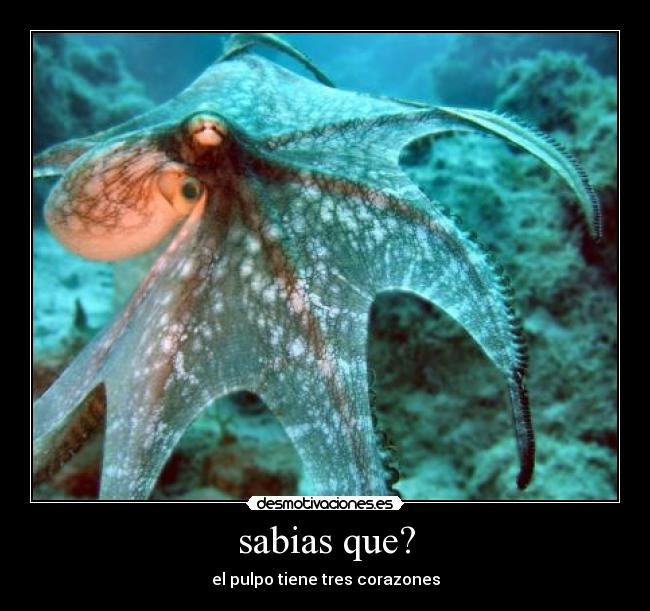 sabias que? - el pulpo tiene tres corazones