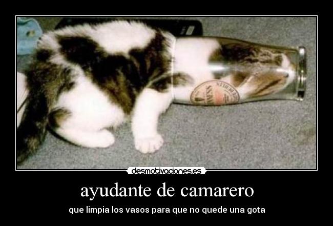 ayudante de camarero - que limpia los vasos para que no quede una gota