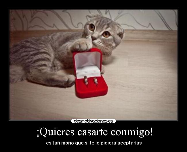 Imagenes De Te Amo Quieres Casarte Conmigo | 161 quieres casarte conmigo desmotivaciones Imagenes De Te Amo Quieres Casarte Conmigo | 161 quieres casarte conmigo desmotivaciones