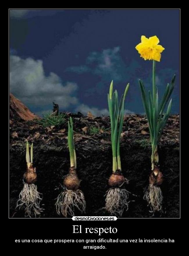 El respeto - es una cosa que prospera con gran dificultad una vez la insolencia ha arraigado.