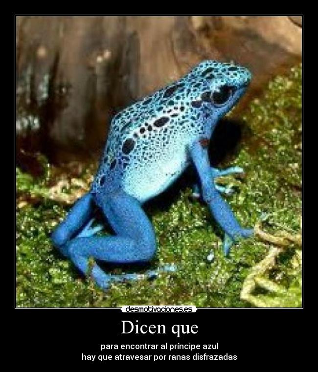 Dicen que - para encontrar al príncipe azul
hay que atravesar por ranas disfrazadas