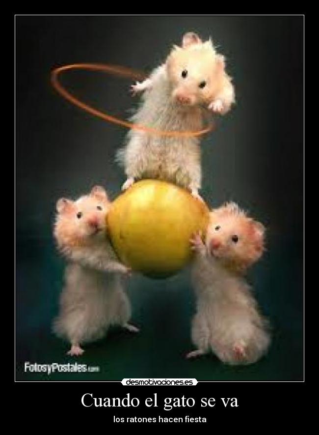 Cuando el gato se va -