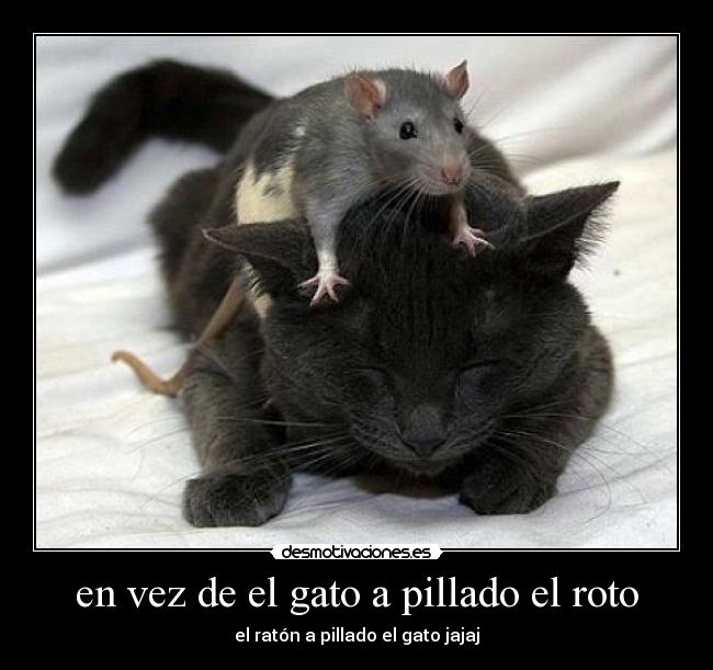 en vez de el gato a pillado el roto - el ratón a pillado el gato jajaj