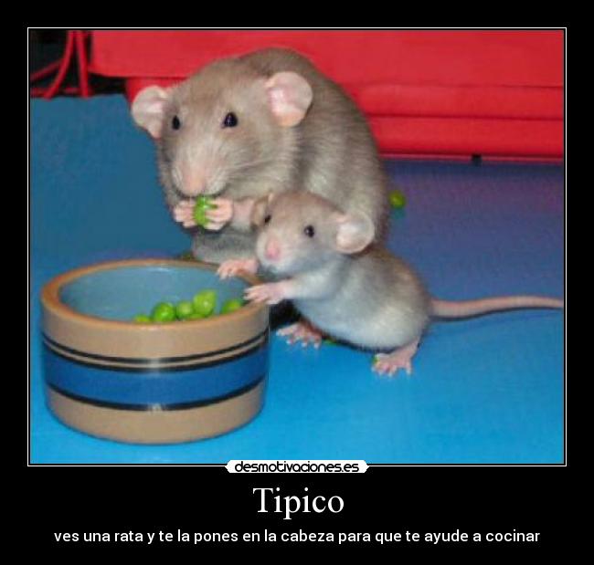 Tipico -