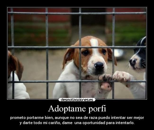 Adoptame porfi -