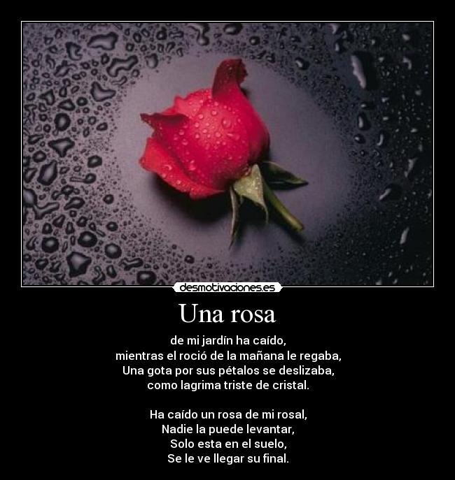 Una rosa - de mi jardín ha caído,
mientras el roció de la mañana le regaba,
Una gota por sus pétalos se deslizaba,
como lagrima triste de cristal.

Ha caído un rosa de mi rosal,
Nadie la puede levantar,
Solo esta en el suelo,
Se le ve llegar su final.