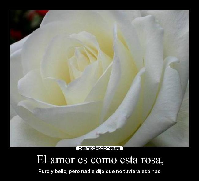 El amor es como esta rosa, - Puro y bello, pero nadie dijo que no tuviera espinas.