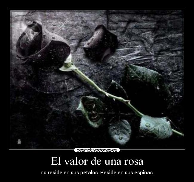 carteles rosa petalos espinas valor desmotivaciones