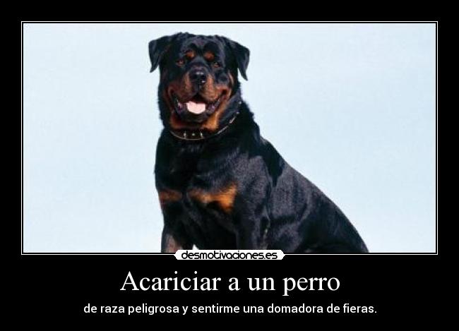 Acariciar a un perro -