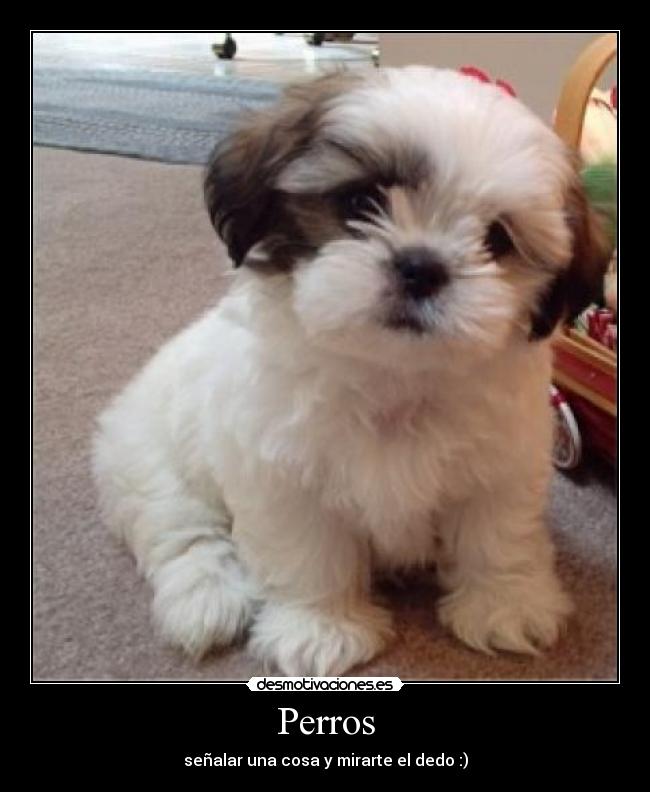 Perros - señalar una cosa y mirarte el dedo :)