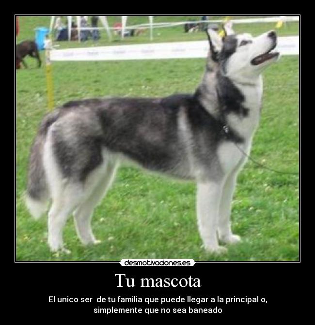 Tu mascota - El unico ser  de tu familia que puede llegar a la principal o,
simplemente que no sea baneado