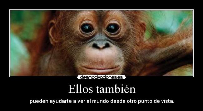 carteles orangutan desmotivaciones