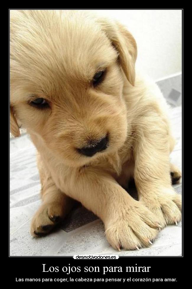 Los ojos son para mirar - 