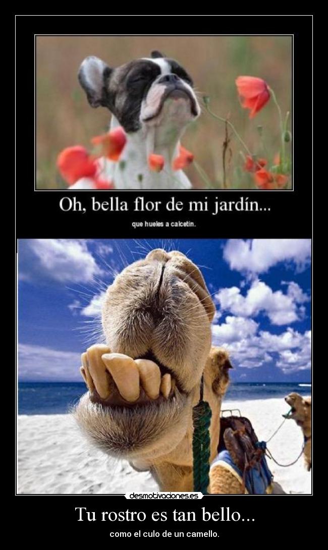 Tu rostro es tan bello... -