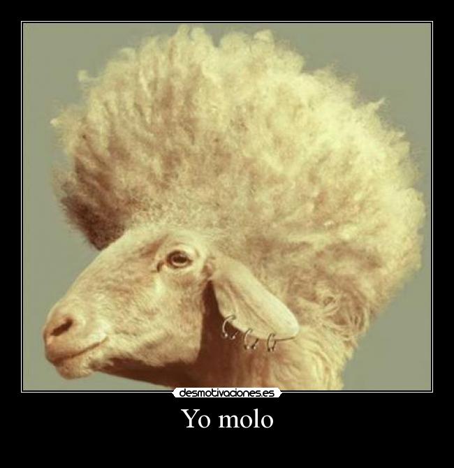 Yo molo - 