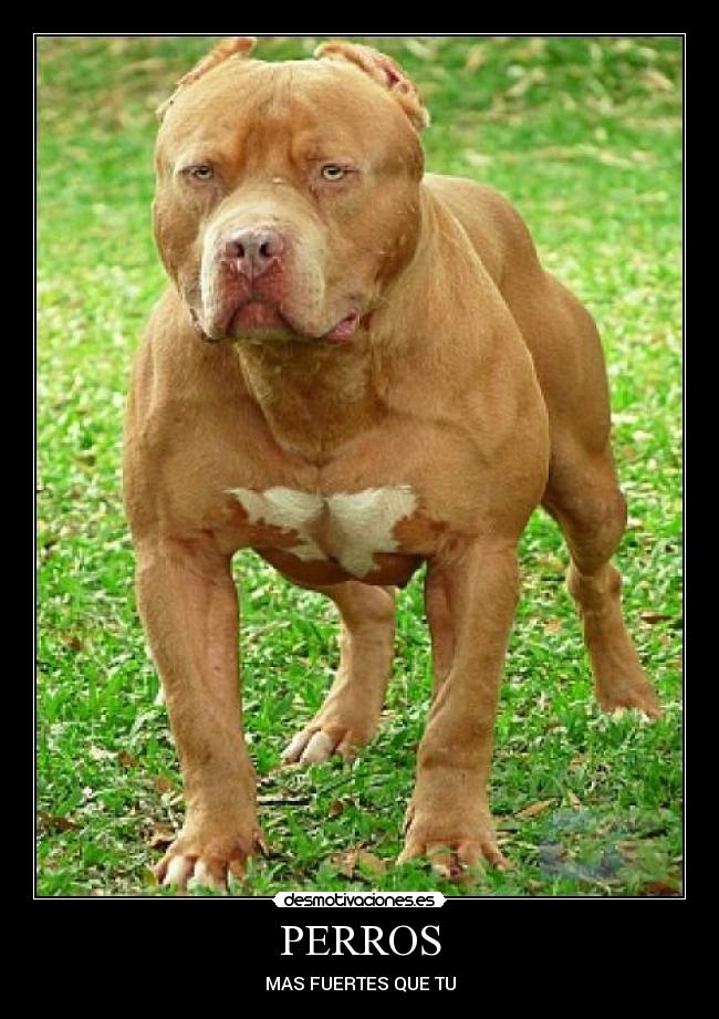 PERROS - MAS FUERTES QUE TU