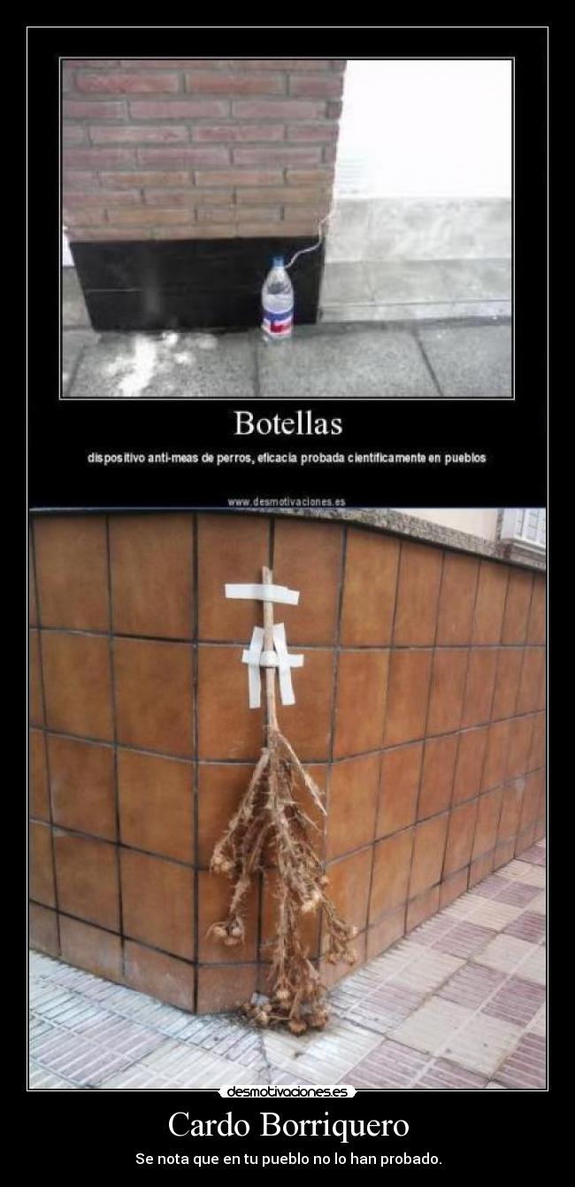 Cardo Borriquero - Se nota que en tu pueblo no lo han probado.