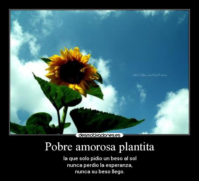 Pobre amorosa plantita - la que solo pidio un beso al sol
nunca perdio la esperanza,
nunca su beso llego.