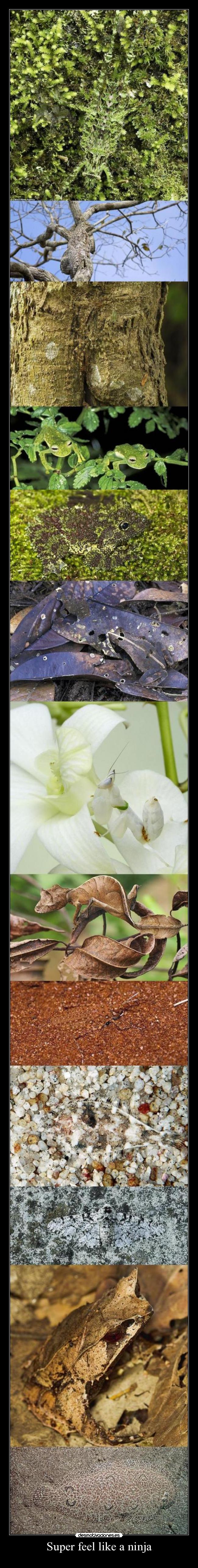 Super feel like a ninja -