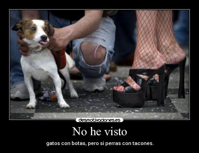 No he visto - gatos con botas, pero si perras con tacones.