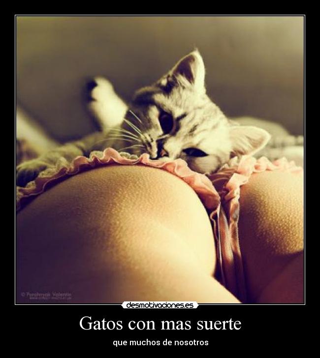 Gatos con mas suerte - que muchos de nosotros