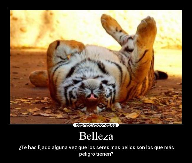 carteles tigre desmotivaciones