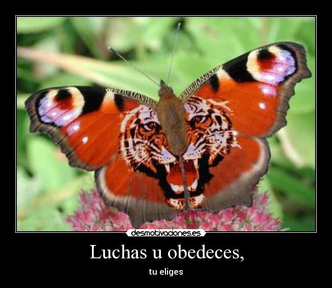 Luchas u obedeces, -