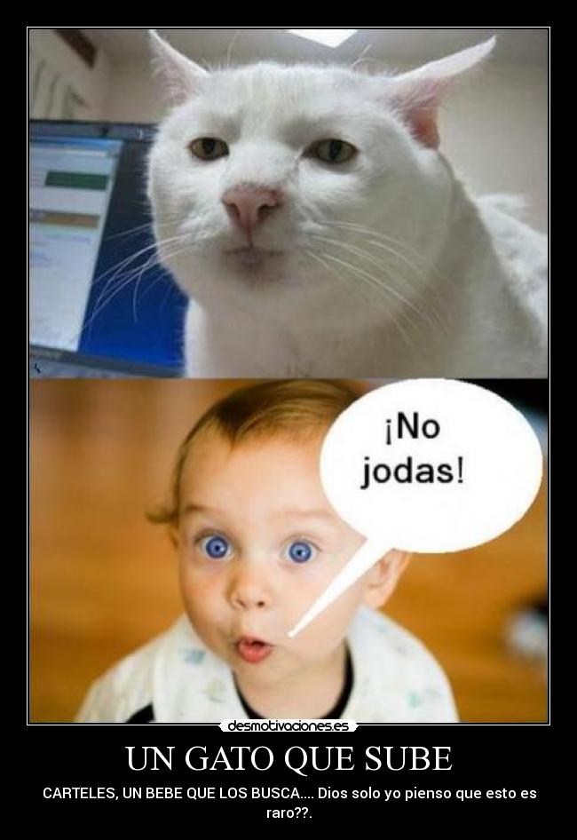 UN GATO QUE SUBE - CARTELES, UN BEBE QUE LOS BUSCA.... Dios solo yo pienso que esto es raro??.