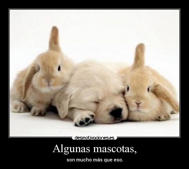 Algunas mascotas, - son mucho más que eso.