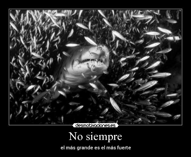 carteles dreadk que sabes pero ocurre nada crees que verdad pelea con tiburon desmotivaciones