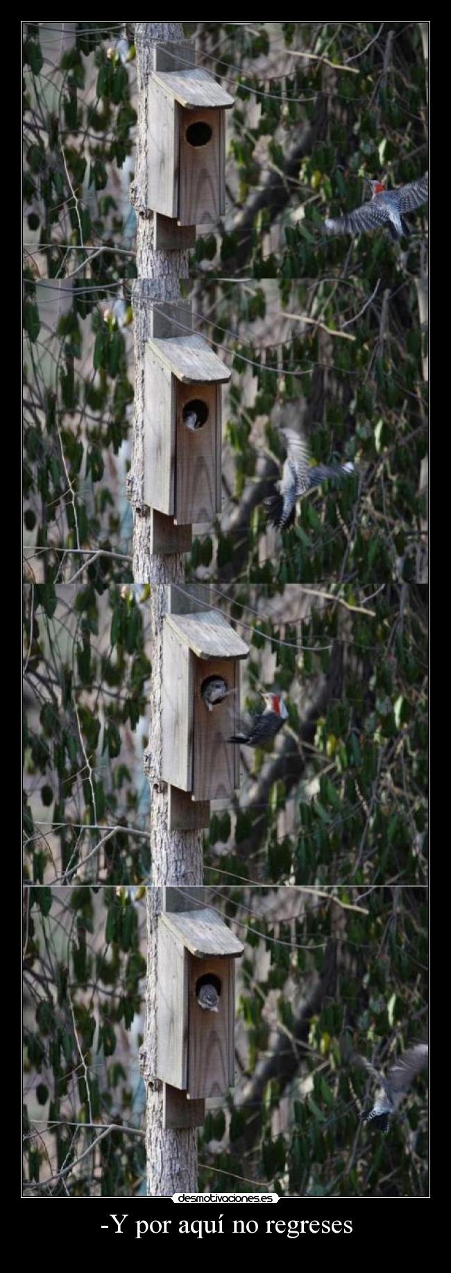-Y por aquí no regreses -