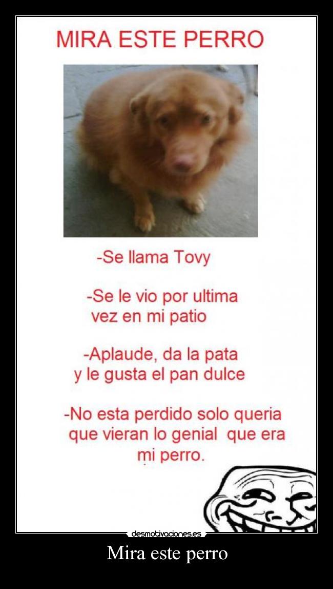 Mira este perro - 