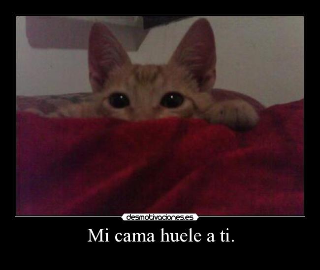 Mi cama huele a ti. -