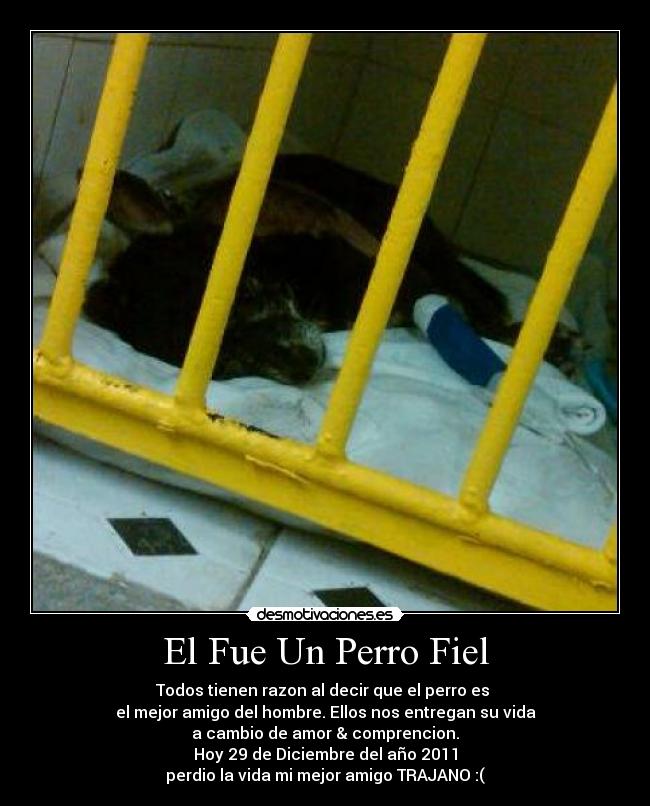 El Fue Un Perro Fiel -