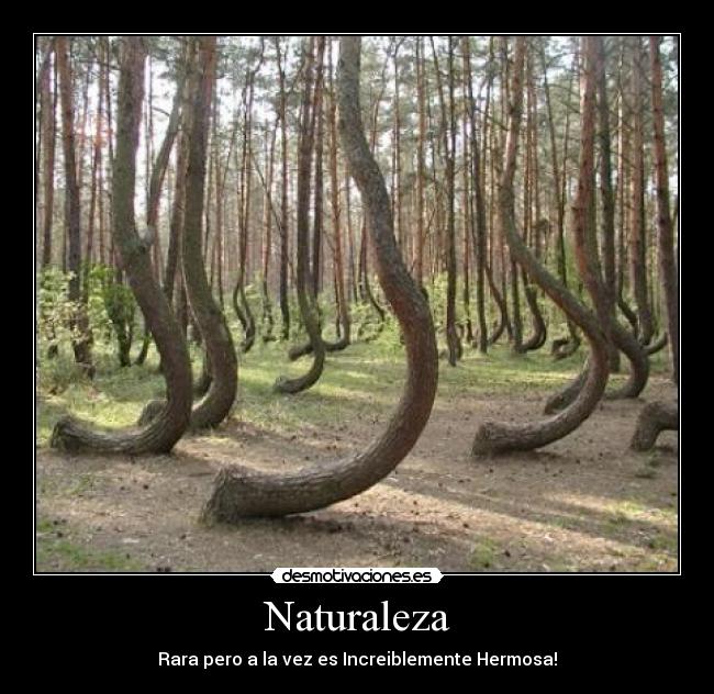 Naturaleza - 