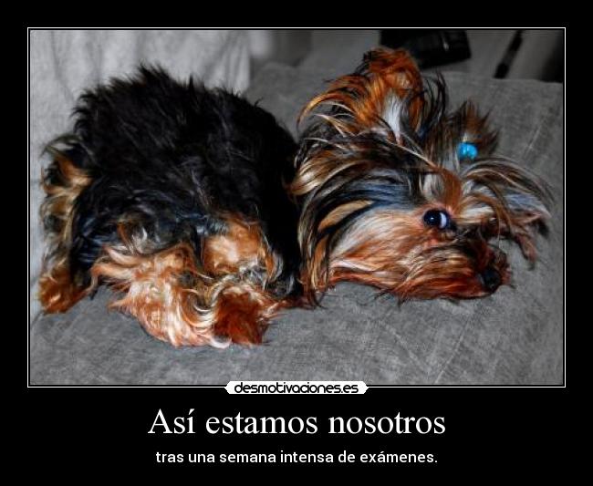 Así estamos nosotros - tras una semana intensa de exámenes.