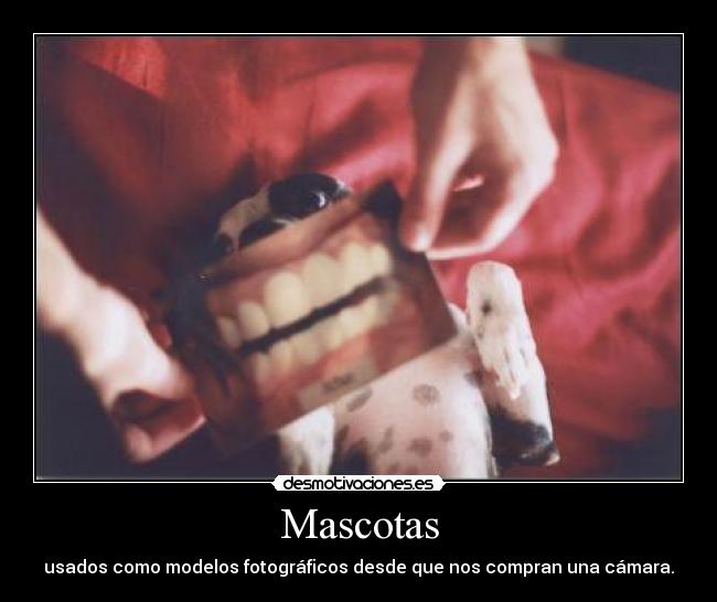 Mascotas - 