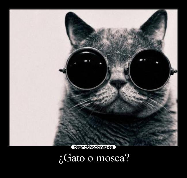 ¿Gato o mosca? - 