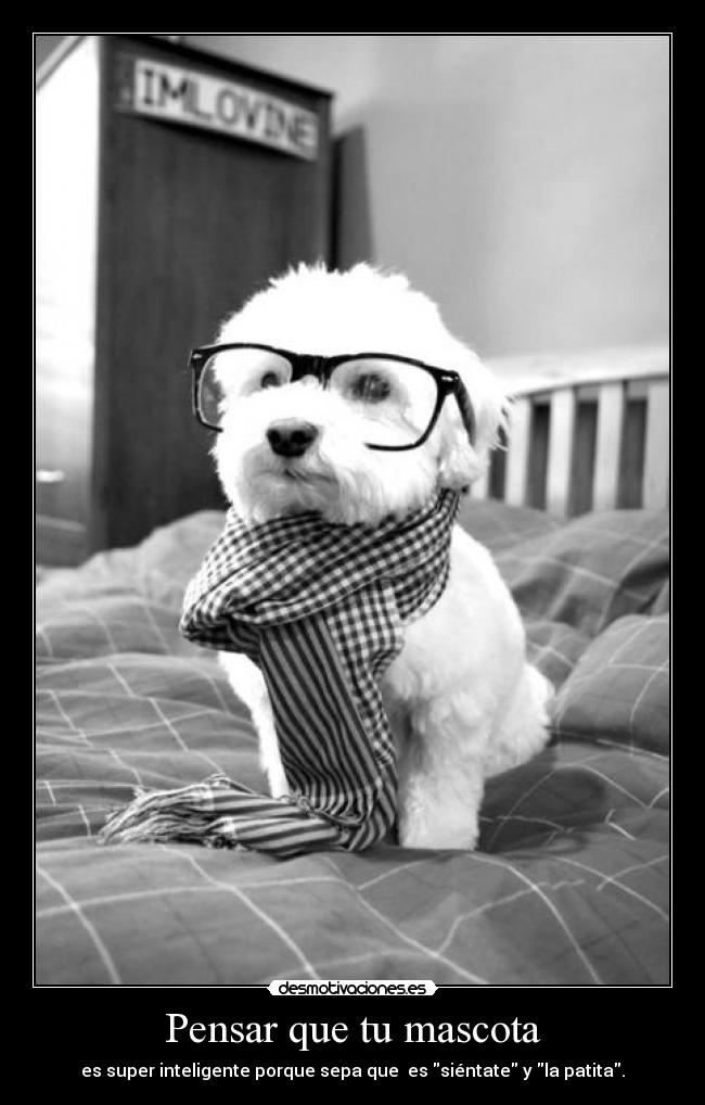 Pensar que tu mascota - es super inteligente porque sepa que es siéntate y la patita.