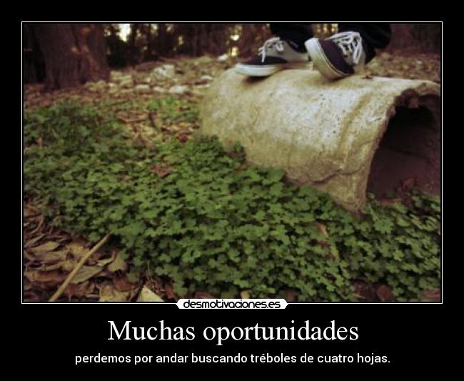 Muchas oportunidades - 