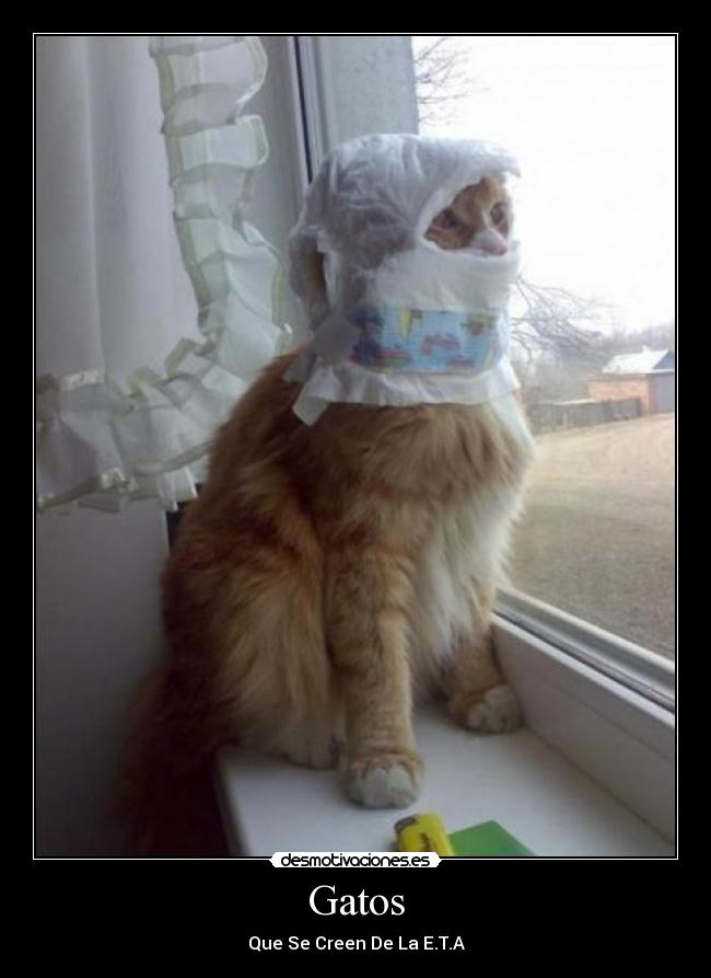 carteles gatos gatos desmotivaciones