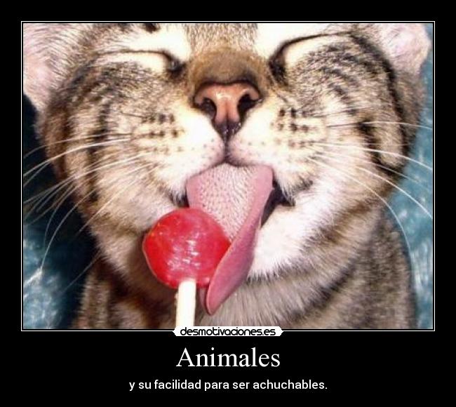 Animales - y su facilidad para ser achuchables.