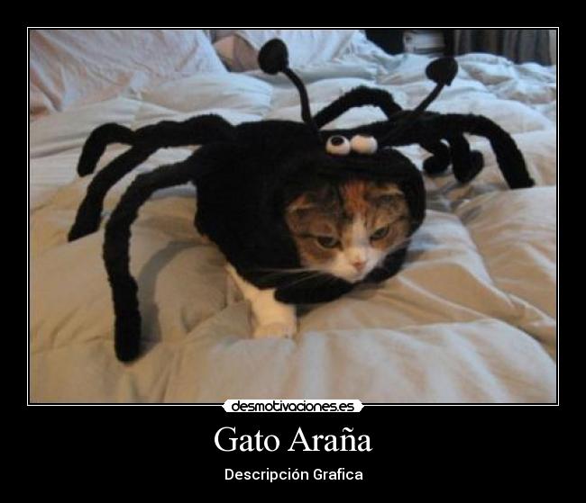 Gato Araña -
