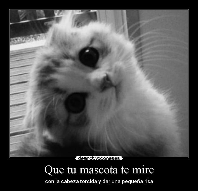 Que tu mascota te mire - 